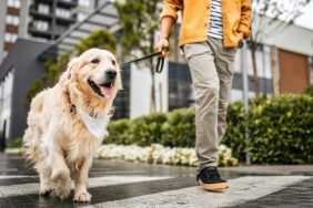 dog-walking app