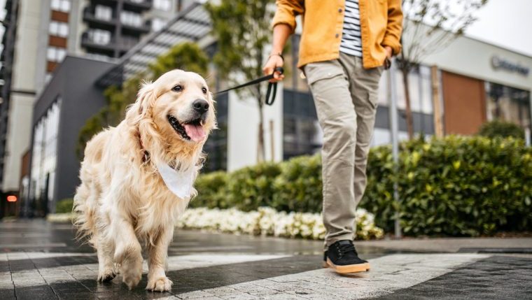 dog-walking app