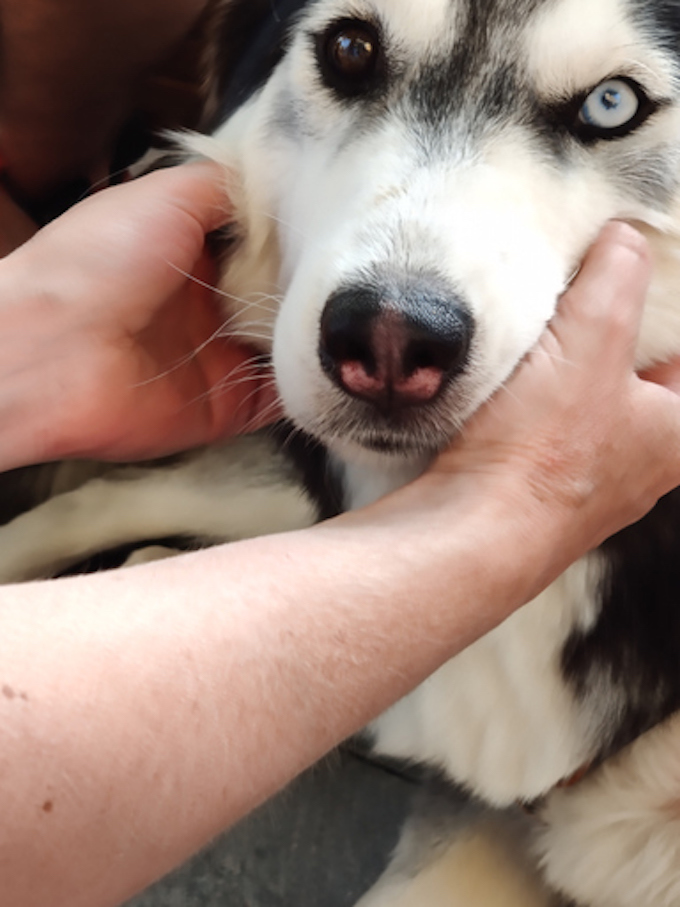 Nasal Tumors in Dogs Symptoms, Causes, & Treatments DogTime