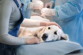 dog at vet poisoning of dogs