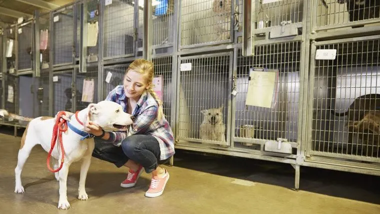 California Animal Shelter Celebrates After It Saved 1 000 Dogs In 3 Months   GettyImages 565299211 E1680195873549 