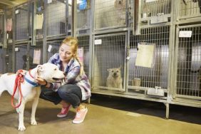 california animal shelter