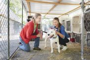 woman trying to decide if she will adopt a dog from a shelter or rescue standing with a pup in a kennel