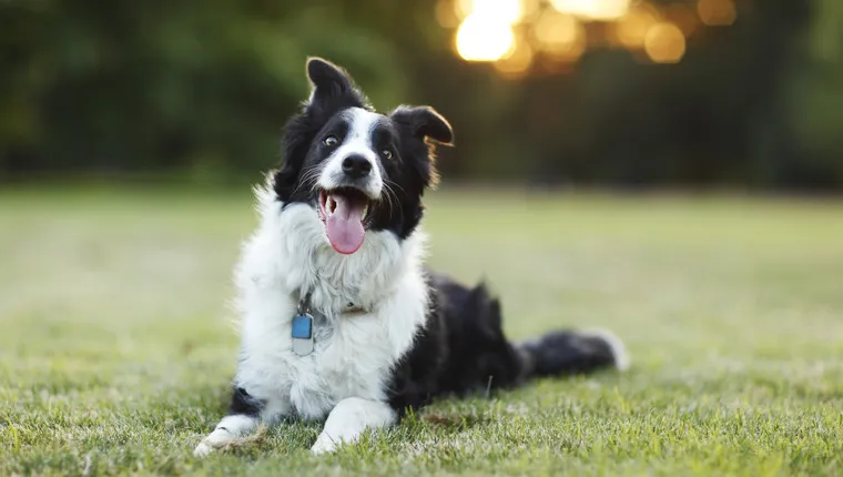 California Dog Laws 2023 Rabies Dog Bites Dog Cruelty And Dog 