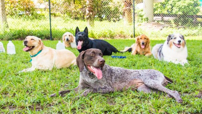 A group of dogs lay together in a dog park.