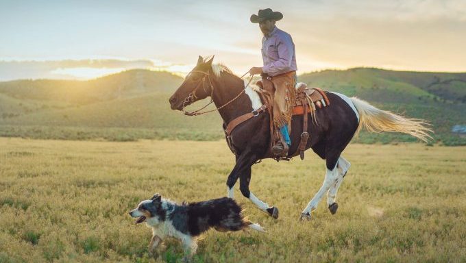 dog running next to rancher on horse myths about livestock guardian dogs