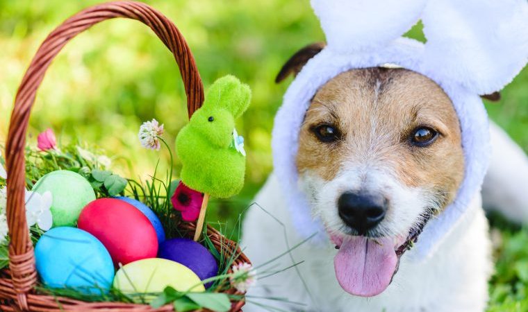 how to keep your dog safe on easter