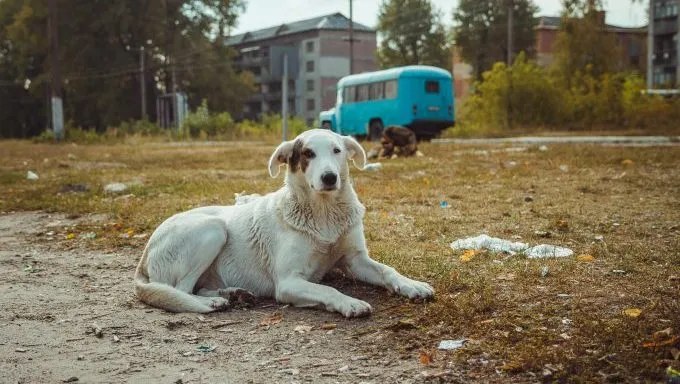 Chernobyl dogs