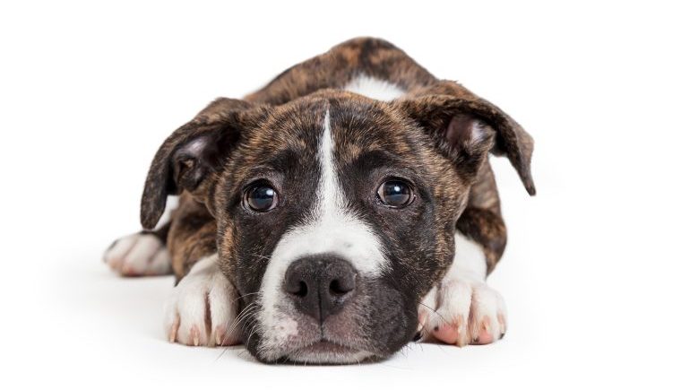 brindle terrier dog mauled to death
