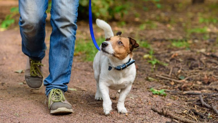 Jack Russell Terrier nature walks for dogs