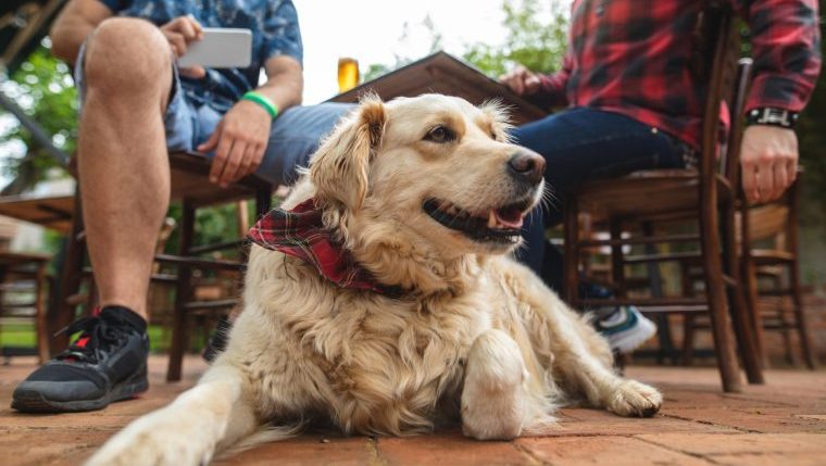 A dog lays on the ground at an outdoor dining spot.