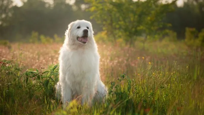 How To Train Barky Livestock Guardian Dogs - DogTime