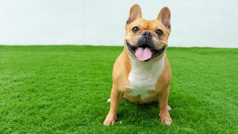 Facts about sales french bulldogs