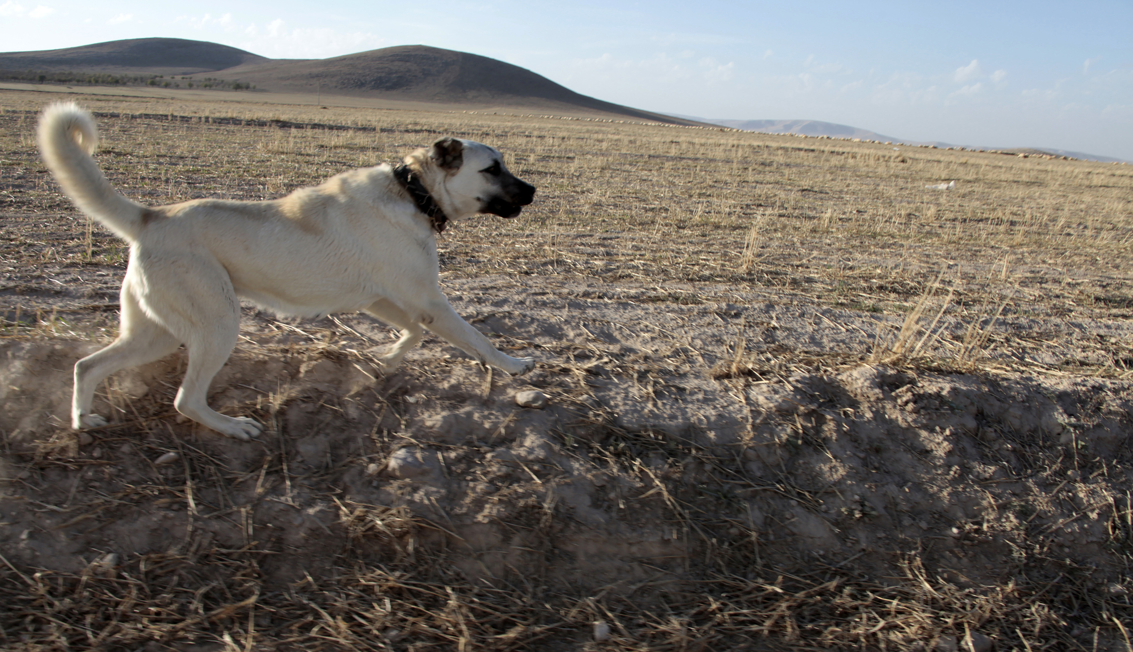 guardian dog running across the landscape