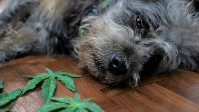 How To Keep Your Dog Safe From Cannabis DogTime   GettyImages 1183389657 E1681817100162 