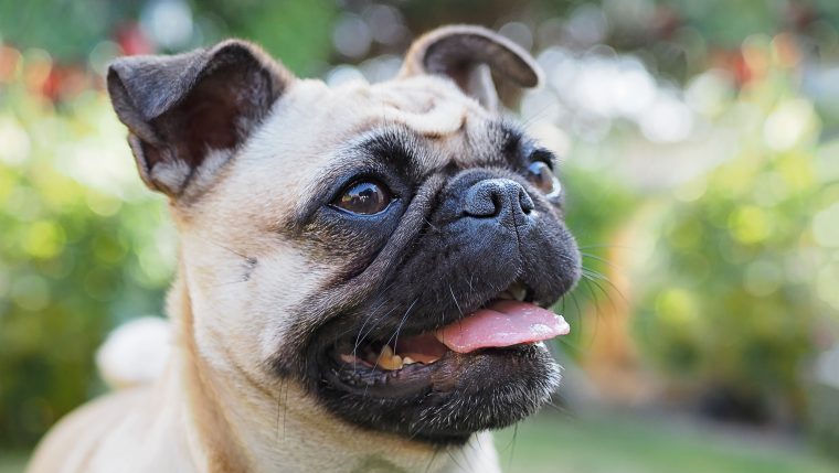 close-up of pug short-faced dog breeds