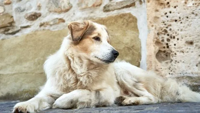 Romanian Mioritic Shepherd Dog best dog breed names inspired by the bible