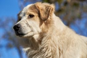 romanian mioritic sheepdog best dog names inspired by the bible