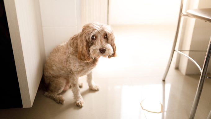 Pelvic Bladder in Dogs: Symptoms, Causes, & Treatments - DogTime