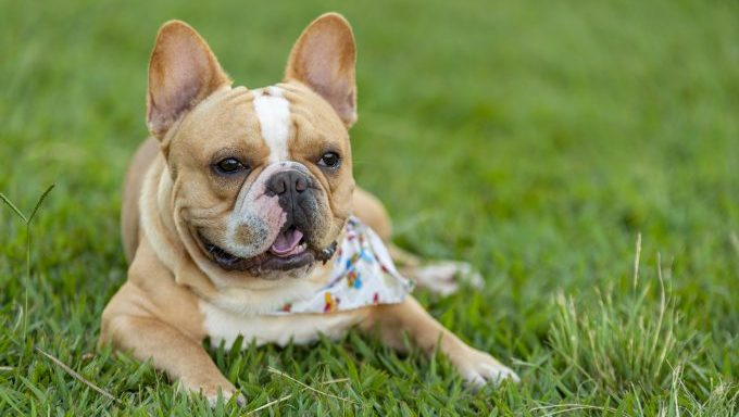 French Bulldog: Fun Facts About Frenchies - DogTime