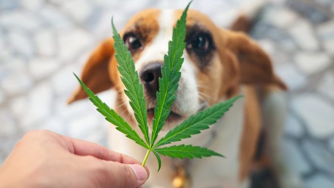 beagle with cannabis leaf keeping dogs safe from cannabis