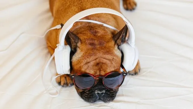 french bulldog wearing headphones dog names inspired by music