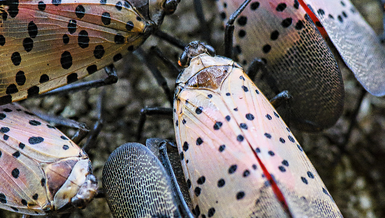 A group of Spotted Lanternflies crowds a tree trunk.