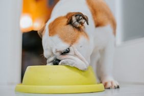 bulldog eating from slow-feeder bowls