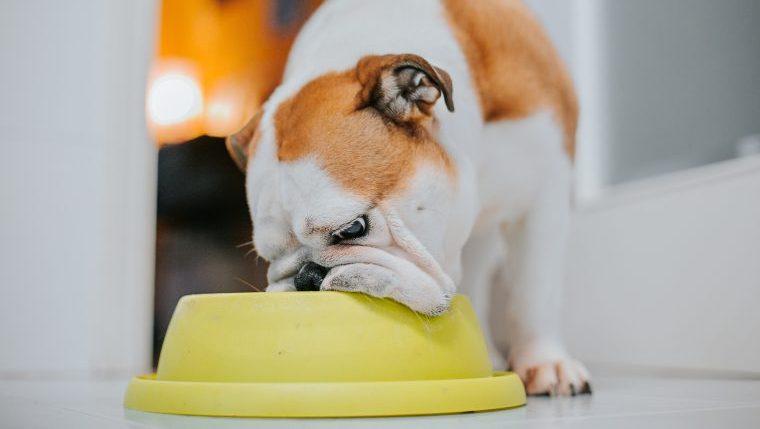bulldog eating from slow-feeder bowls
