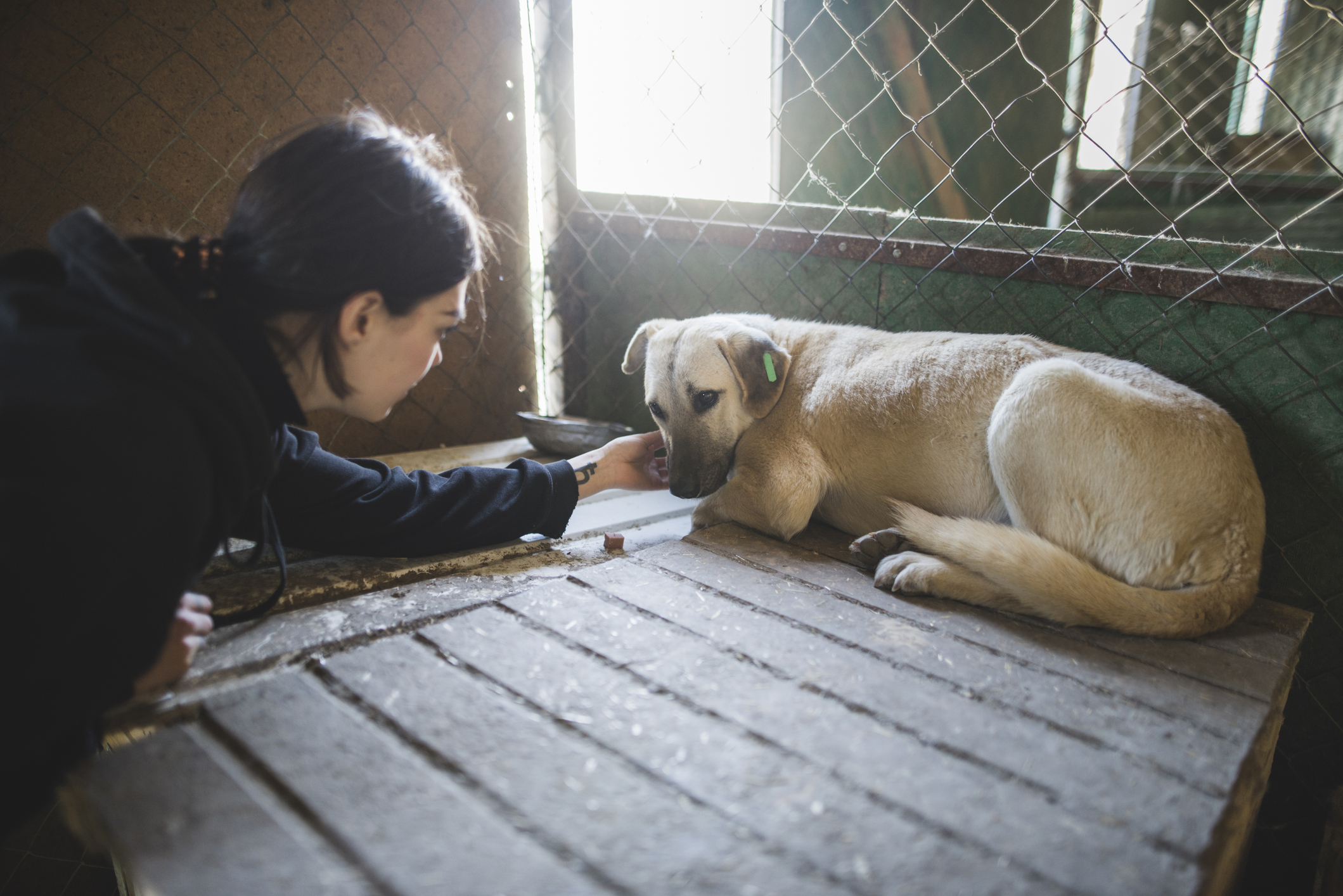 Abused Dog Rescued From Violent Home DogTime