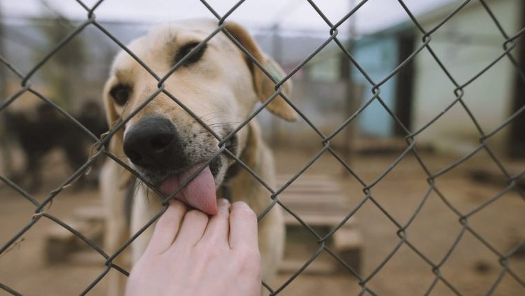 A Labrador licks a hand through shelter wiring.