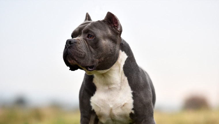 American Bully dog with cropped ears