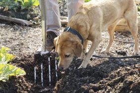 labrador retriever sniffing garden conservation dogs