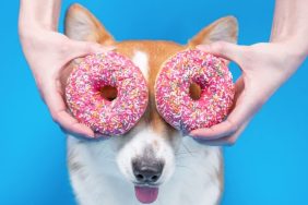 corgi with donut eyes food-themed dog names