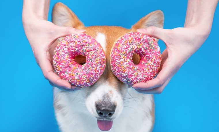 corgi with donut eyes food-themed dog names