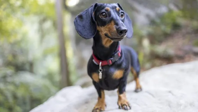 Dachshund: Fun facts about wiener dogs - DogTime