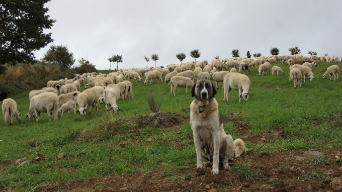 Anatolian Shepherd with sheep