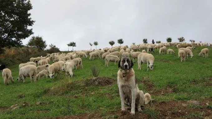 A shepherd dog watches over his flock.