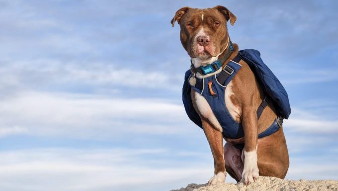 dog wearing pack how to clean your dogs outdoor gear