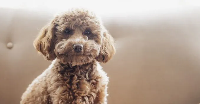 cavapoo dog breeds that look like teddy bears