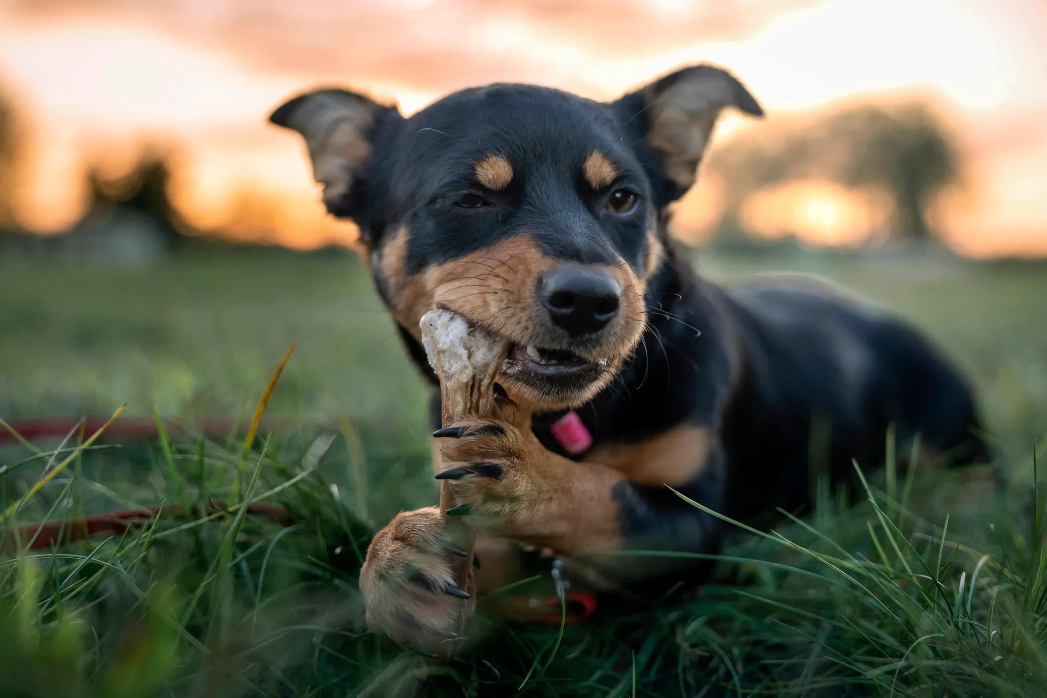 Can you give cooked store ham bones to dogs