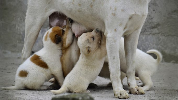 Milk fever in outlet dogs treatment at home