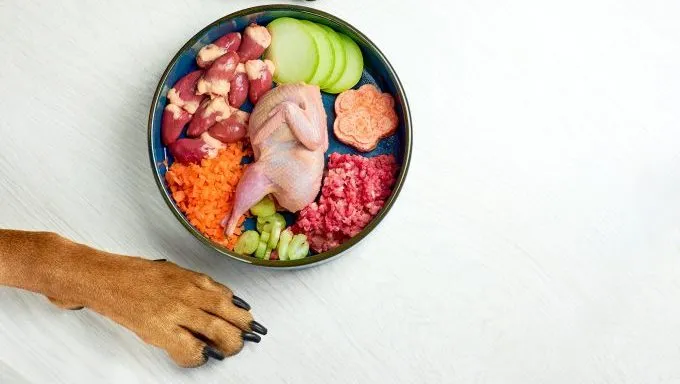 human-grade dog food in bowl