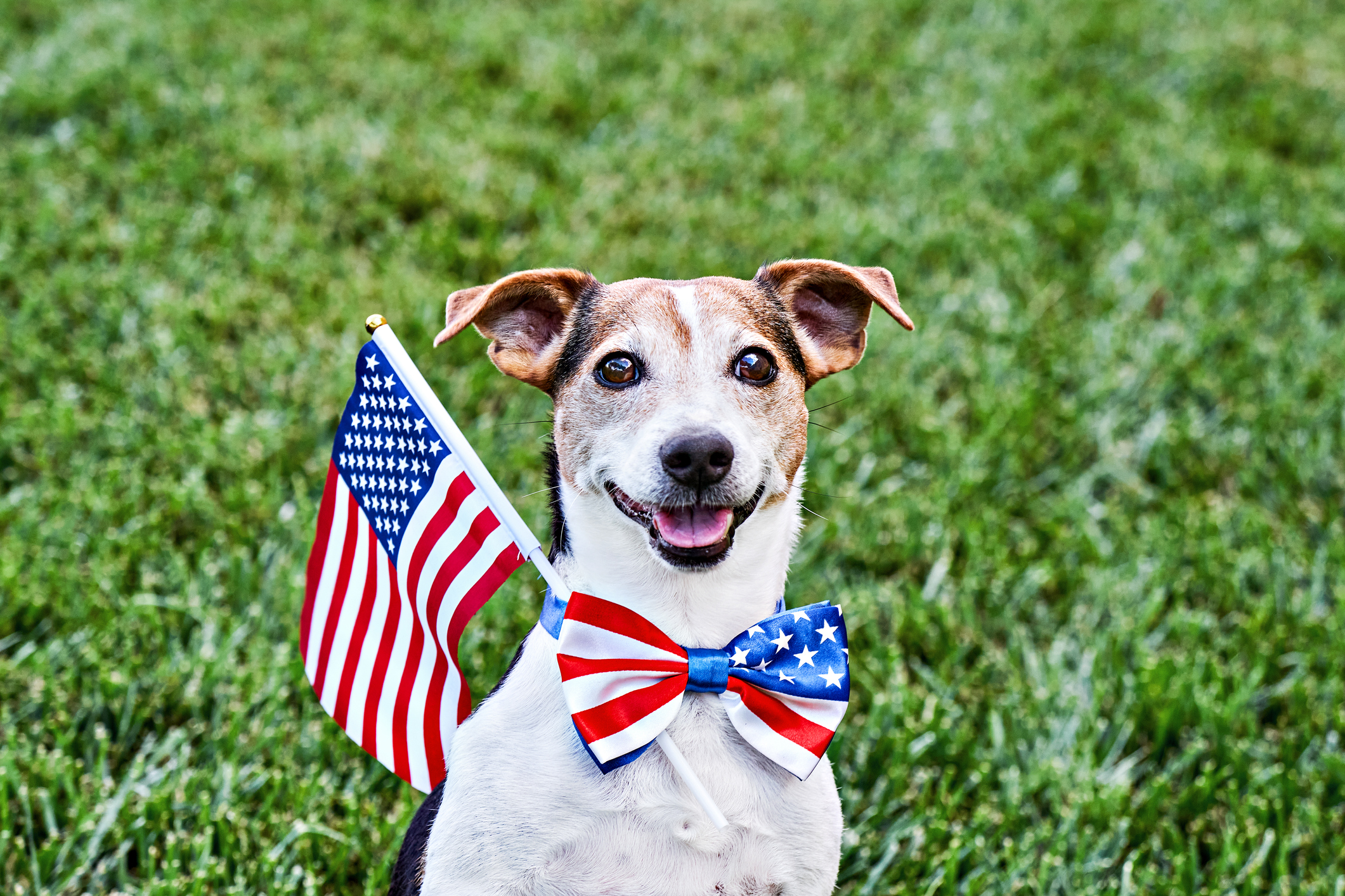 patriotic dog names inspired by political figures