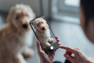 Animal Advocate using phone to help dogs