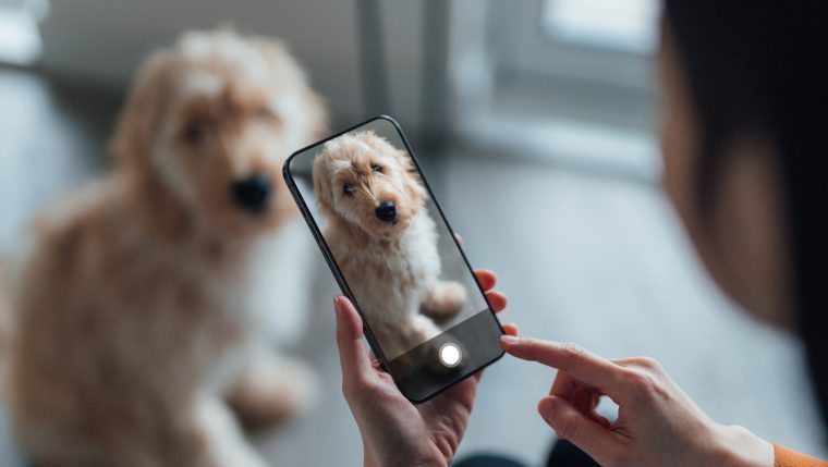 Animal Advocate using phone to help dogs