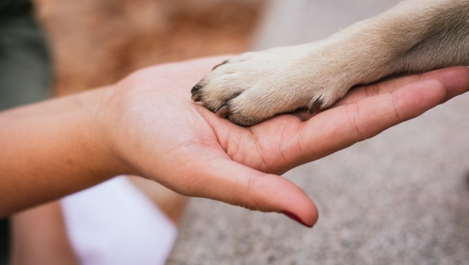 A dog 'holds' a person's hand.
