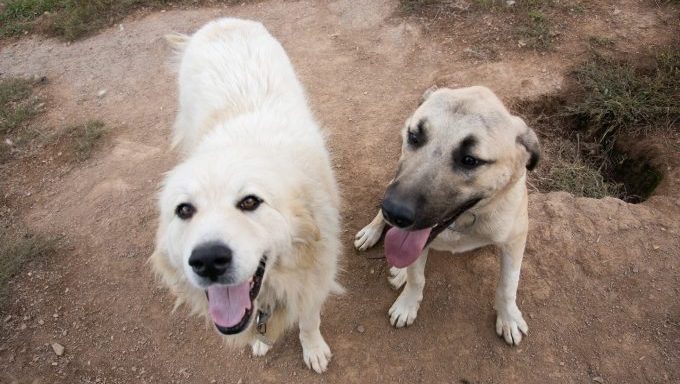 two livestock guardian dogs