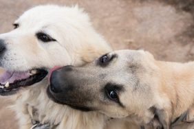 livestock guardian dogs being affectionate