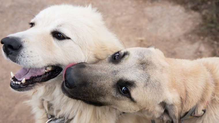livestock guardian dogs being affectionate